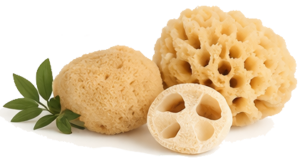 sea sponges and loofah